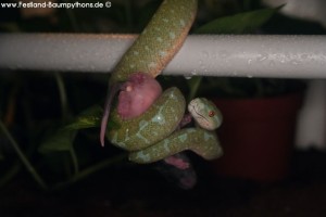 Morelia viridis, Sorong, Grüner Baumpython, Chondropython viridis, Festland Typus