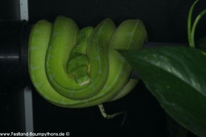Morelia viridis ködern