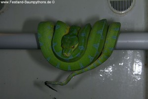 Morelia viridis, Sorong, Grüner Baumpython, Chondropython viridis, Festland Typus