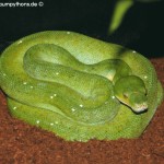 Morelia viridis am Boden 