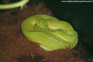 Morelia viridis am Boden 