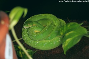 Morelia viridis am Boden 