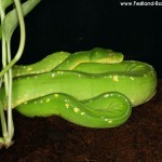 Morelia viridis am Boden 