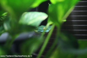 Morelia viridis, Zucht, Chondropythons, Grüner Baumpythons, Zucht