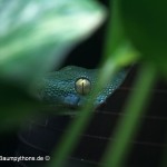 Zucht, Morelia viridis, Grüner Baumpython, Chondropython,