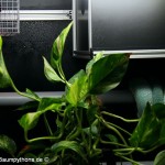 Zucht, Morelia viridis, Grüner Baumpython, Chondropython,
