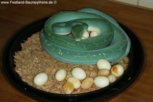 Zucht Morelia viridis, Chondropython, Grüner Baumpython