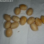 Wachseier, Zucht, Morelia viridis, Grüner Baumpython, Chondropython,