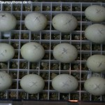 Zucht, Morelia viridis, Grüner Baumpython, Chondropython, 