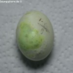 Zucht, Morelia viridis, Grüner Baumpython, Chondropython, 