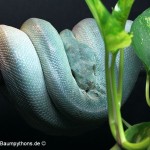 Zucht, Morelia viridis, Grüner Baumpython, Chondropython,