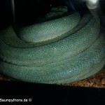 Zucht, Morelia viridis, Grüner Baumpython, Chondropython,