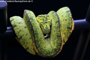 Zucht, Morelia viridis, Grüner Baumpython, Chondropython,