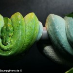 Zucht, Morelia viridis, Grüner Baumpython, Chondropython,