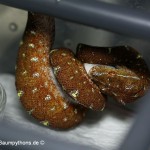 Zucht Morelia viridis, Chondropython, Grüner Baumpython