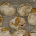 Schlupf, Zucht, Morelia viridis, Grüner Baumpython, Chondropython, 