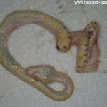 Schlupf, Gelge, Morelia viridis, Grüner Baumpython