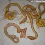 Schlupf, Gelge, Morelia viridis, Grüner Baumpython