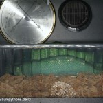 Zucht, Morelia viridis, Grüner Baumpython, Chondropython,