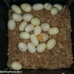 Zucht Morelia viridis, Chondropython, Grüner Baumpython, Gelege
