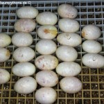 Gelege, Morelia viridis, Zucht, Chondropython, Grüner Baumpython, Schlupf