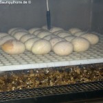 Gelege, Zucht, Morelia viridis, Grüner Baumpython, Chondropython,