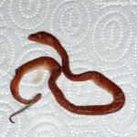 Morelia viridis, abgestorbene Jungtiere, Eitot, 