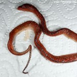 Schlupf, Gelge, Morelia viridis, Grüner Baumpython