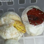 Zucht, Morelia viridis, Grüner Baumpython, Chondropython, 