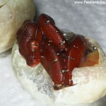 Schlupf, Gelge, Morelia viridis, Grüner Baumpython