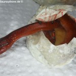 Zucht, Morelia viridis, Grüner Baumpython, Chondropython, 