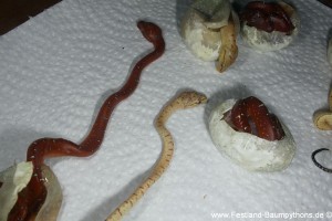 Morelia viridis, abgestorbene Jungtiere, Eitot, 