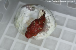 Zucht, Morelia viridis, Grüner Baumpython, Chondropython, 