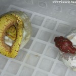 Zucht, Morelia viridis, Grüner Baumpython, Chondropython,