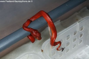 Morelia viridis, abgestorbene Jungtiere, Eitot, 