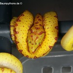 Zucht, Morelia viridis, Grüner Baumpython, Chondropython,
