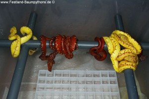 Schlupf, Gelge, Morelia viridis, Grüner Baumpython