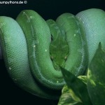 Zucht, Morelia viridis, Grüner Baumpython, Chondropython,