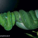Zucht Morelia viridis, Chondropython, Grüner Baumpython