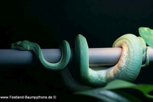 Zucht Morelia viridis, Chondropython, Grüner Baumpython, Ovulation