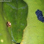 Erkältung, Morelia viridis
