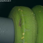 Erkältung, Morelia viridis