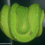 Erkältung, Morelia viridis