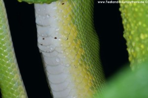 Erkältung , Morelia viridis