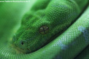 Morelia viridis, Festland Typus, Lokalität, Sorong, Grüner Baumpython, Chondropython