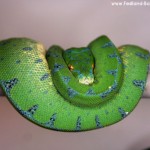 Haltung, Morelia viridis