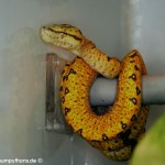 Haltung, Morelia viridis