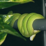 Haltung, Morelia viridis, Grüner Baumpython, Chondropython, Terrarienanlage, Technik,