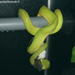 Haltung, Morelia viridis