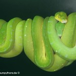 Haltung, Morelia viridis, Grüner Baumpython, Chondropython, Terrarienanlage, Technik,